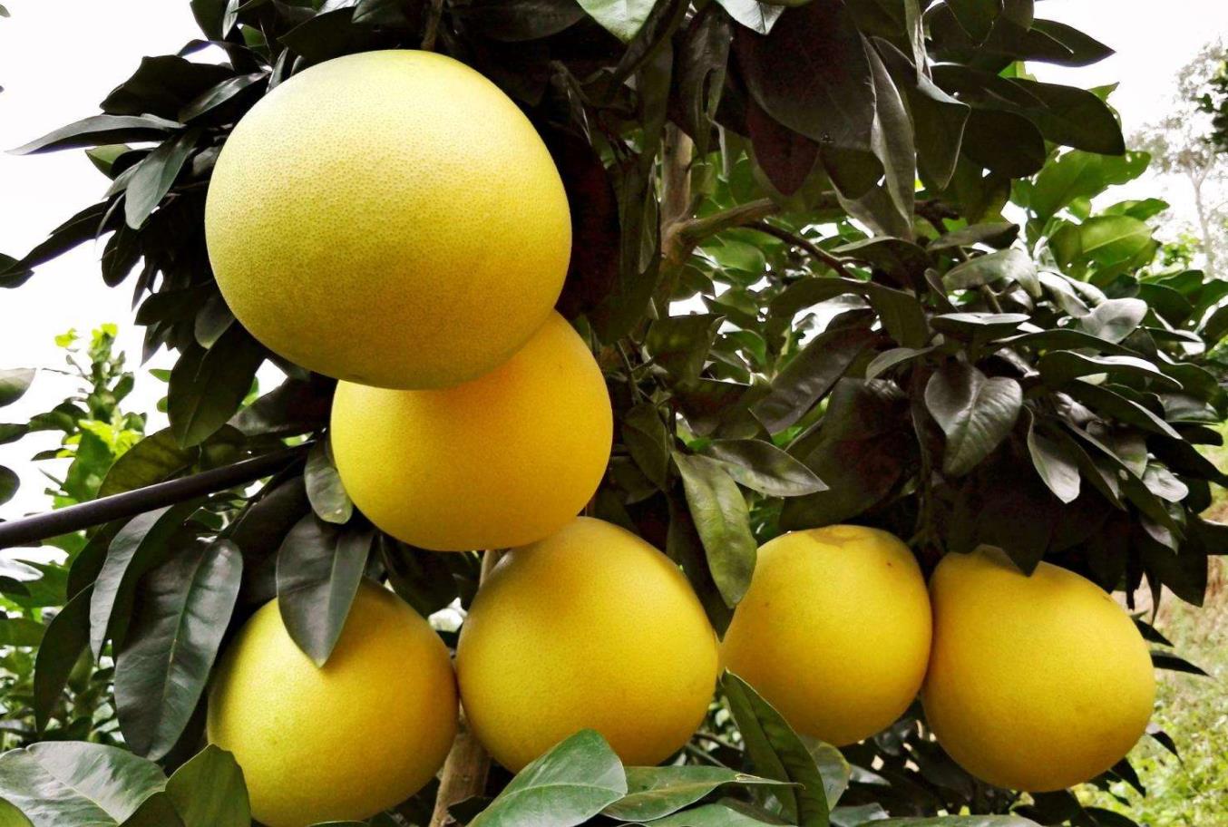 柚子怎样挑选最好吃,怎样挑选柚子是最好的