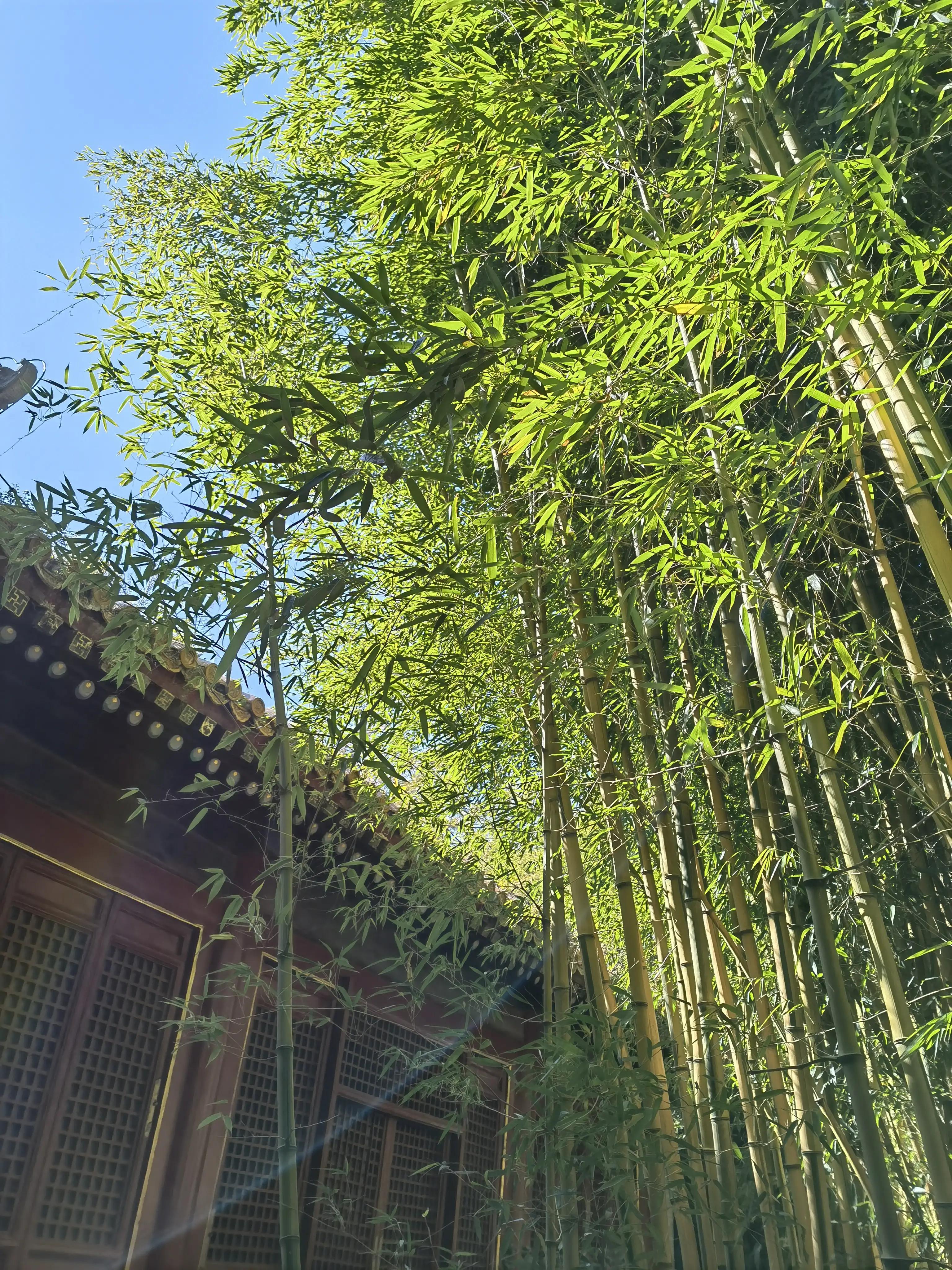 北京潭柘寺的古银杏树图片,潭柘寺银杏树观赏最佳时间