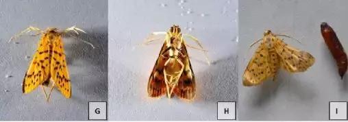 柑橘里面有虫子是怎么回事,柑橘果实有虫子