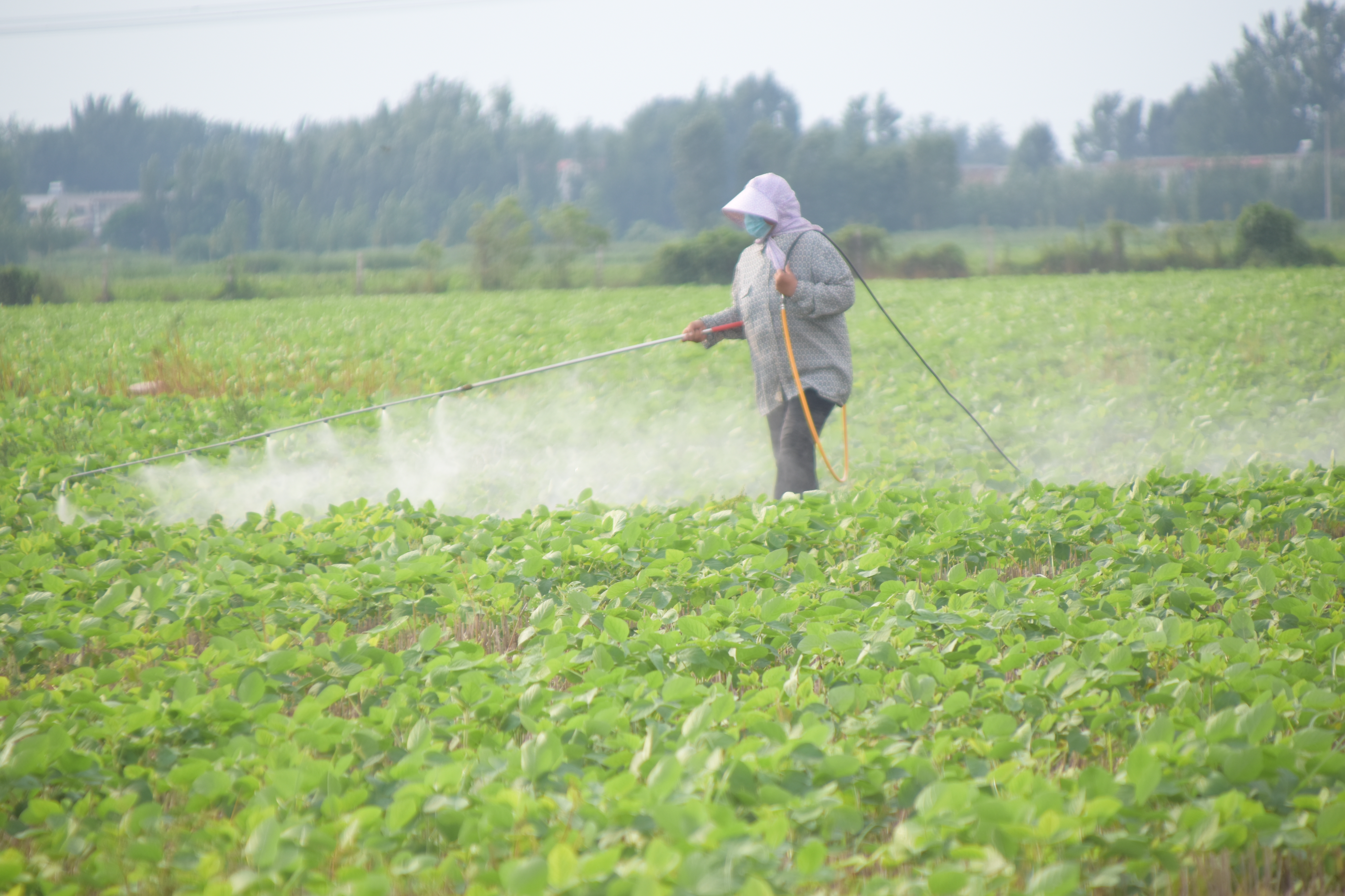 蔬菜施硼肥的正确方法,种蔬菜可以用硼肥吗