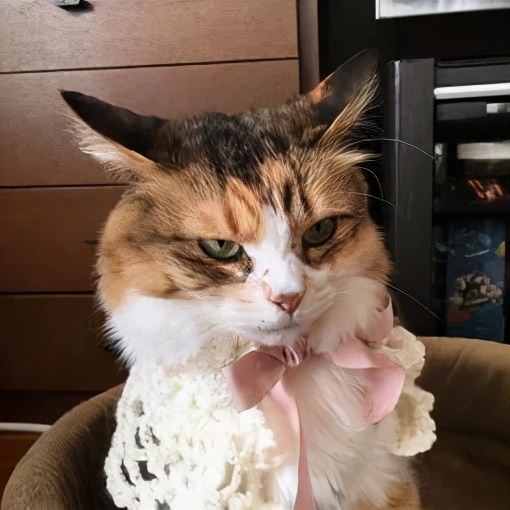 猫咪也会生气的视频,猫咪生气发怒哈气是怎么发出的