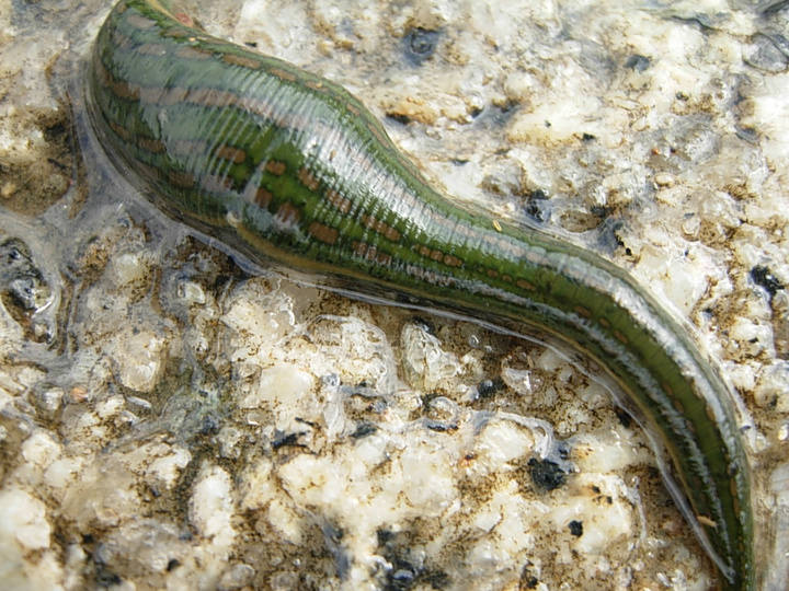 水蛭游到海里还能否活几天,水蛭切断了还能活吗还能长出来吗