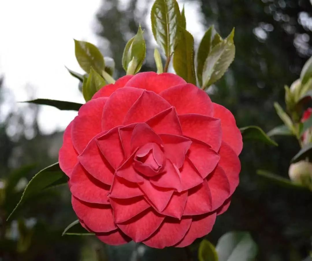 养花公认最美4种花满屋飘香,公认最好养的五种花