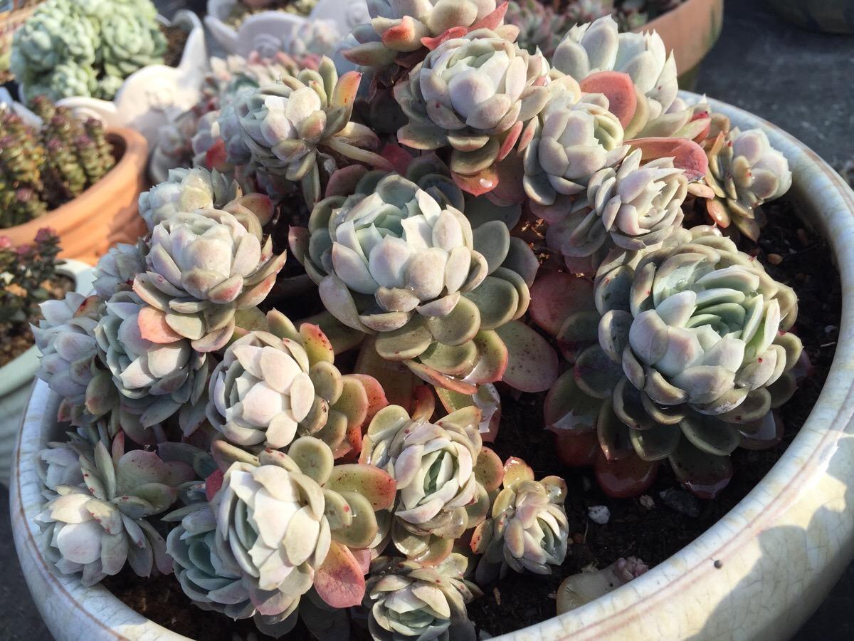 多肉冰梅简介,多肉冰梅最好的样子