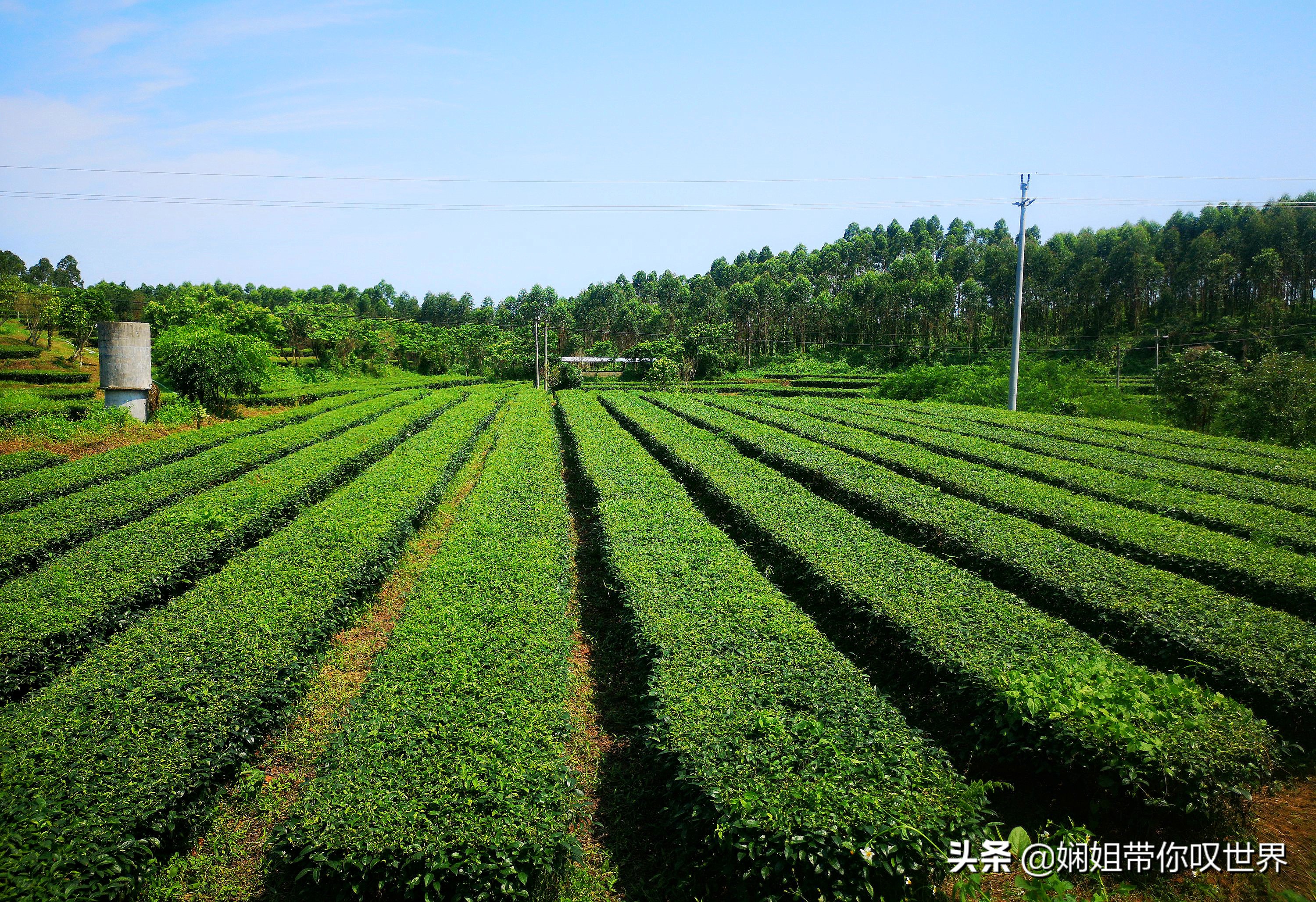 最美人间四月天赏读,最美人间四月天限时品鉴