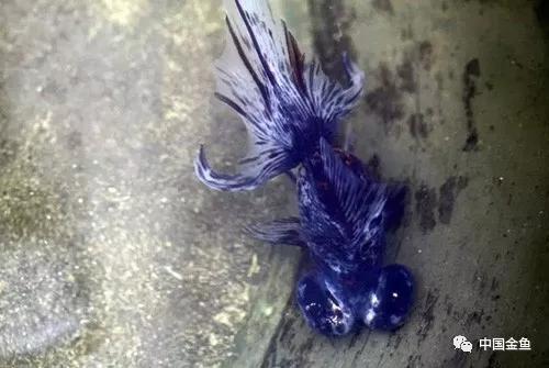 西安哪里有野生金鱼,消失的金鱼品种