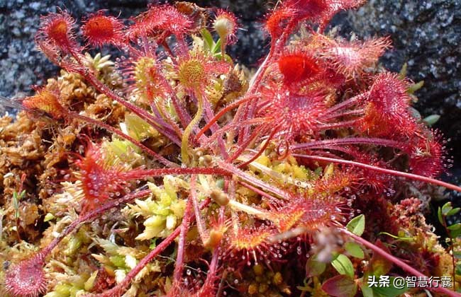 自然界中会“捕猎”的食虫植物,十种可以捕食虫子的植物