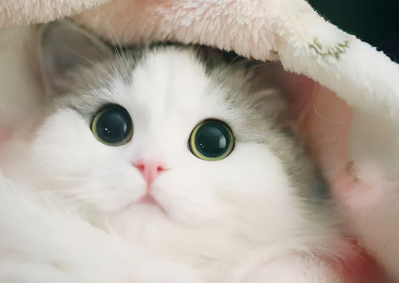 美国常春藤宾夕法尼亚大学,美国常春藤大学宾夕法尼亚大学