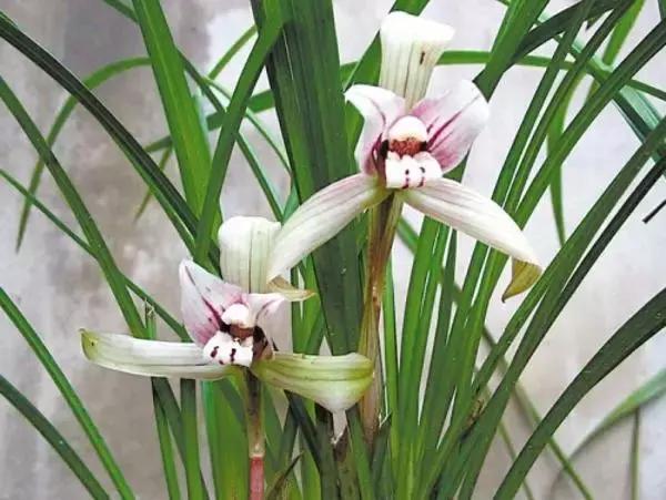 兰花生病长虫怎么办？养兰必知的病虫害和防治方法