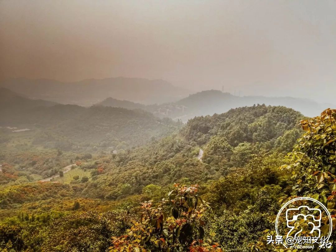 广州南沙黄山鲁森林公园攻略,广州附近可以带宠物的旅游景点