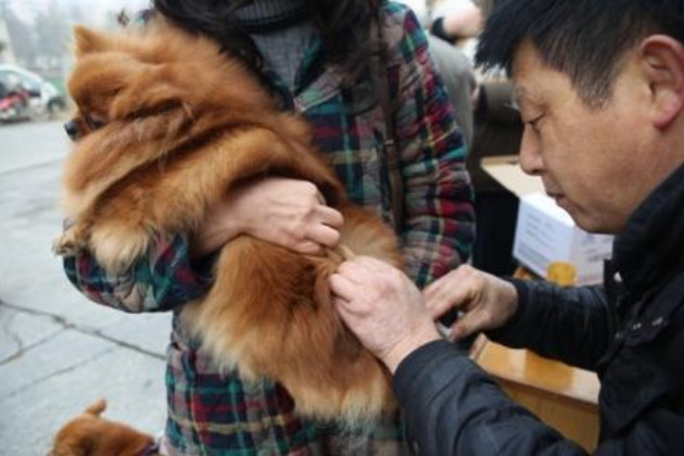 辟谣狗狗,狗狗辟谣