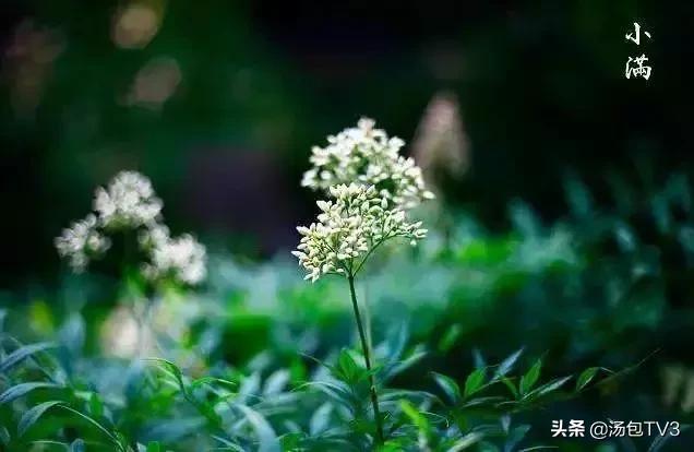 祛湿灵芝龟苓膏,龟苓膏祛湿气