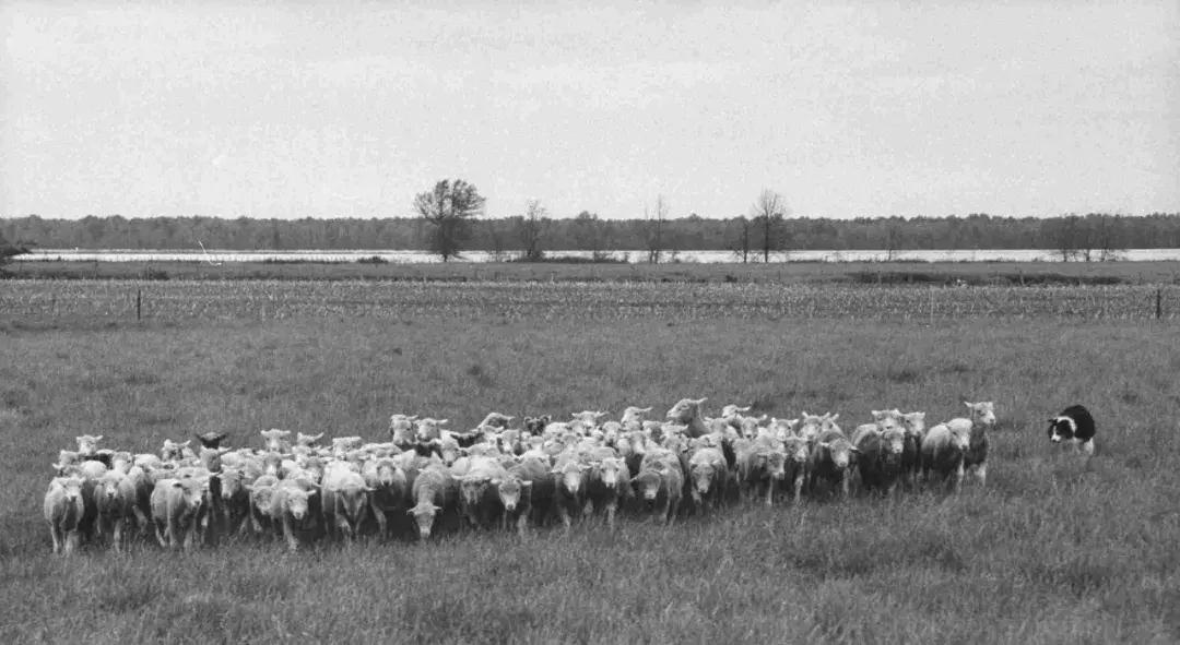 如果要找工作，你家傻狗除了卖萌还能干什么？