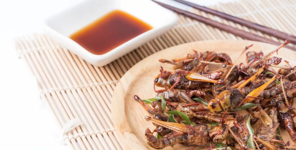 昆虫蛋白走红，重口蛆虫备受风投青睐