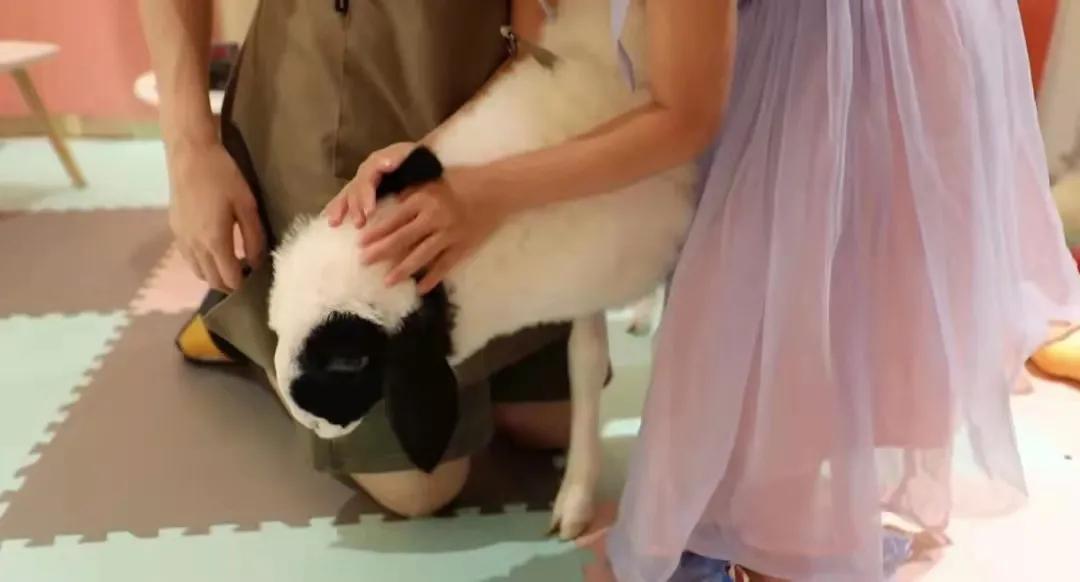 宠物生活馆盘点,北京人气宠物乐园推荐