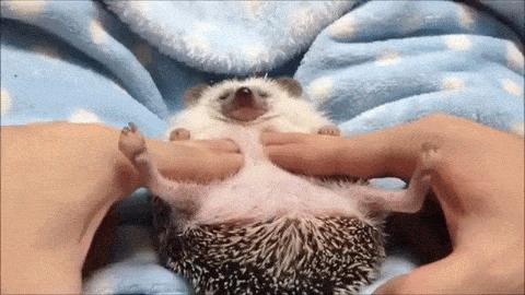 养刺猬太可爱了,养刺猬一周后的体验