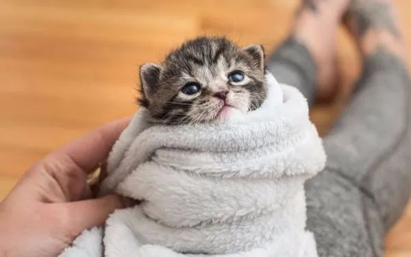 早产小猫危险期,早产小猫原因分析