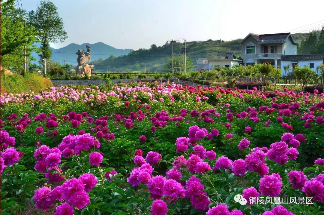 皖南的风景有多美,黄山奇山异石旅游攻略
