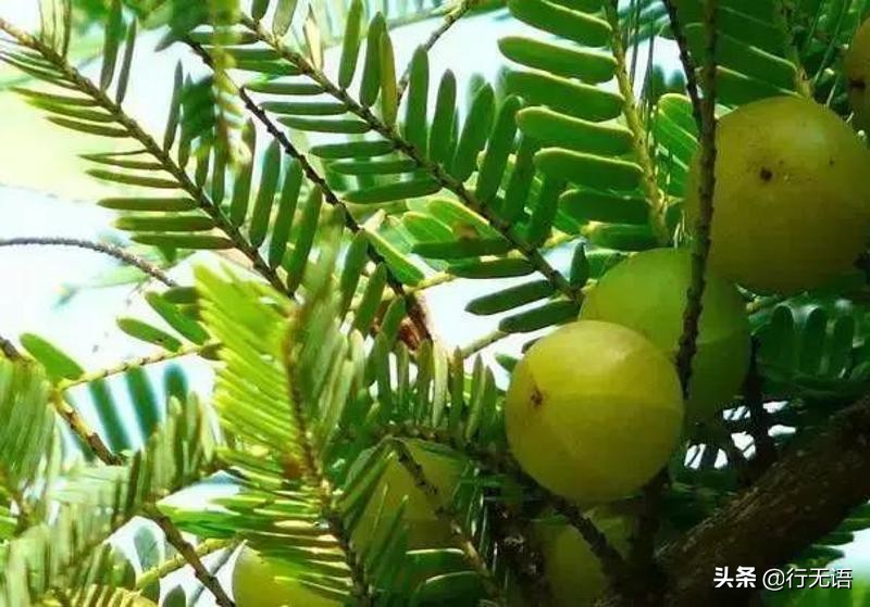 有趣的农村生活食物,农村生活农村娃农村美食