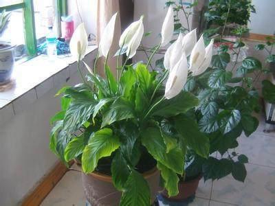 如何让白鹤芋开花,白鹤芋开花施肥