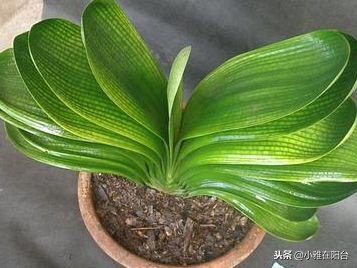 君子兰怎么养才能长得更旺盛,君子兰如何养护才能长得更茂盛