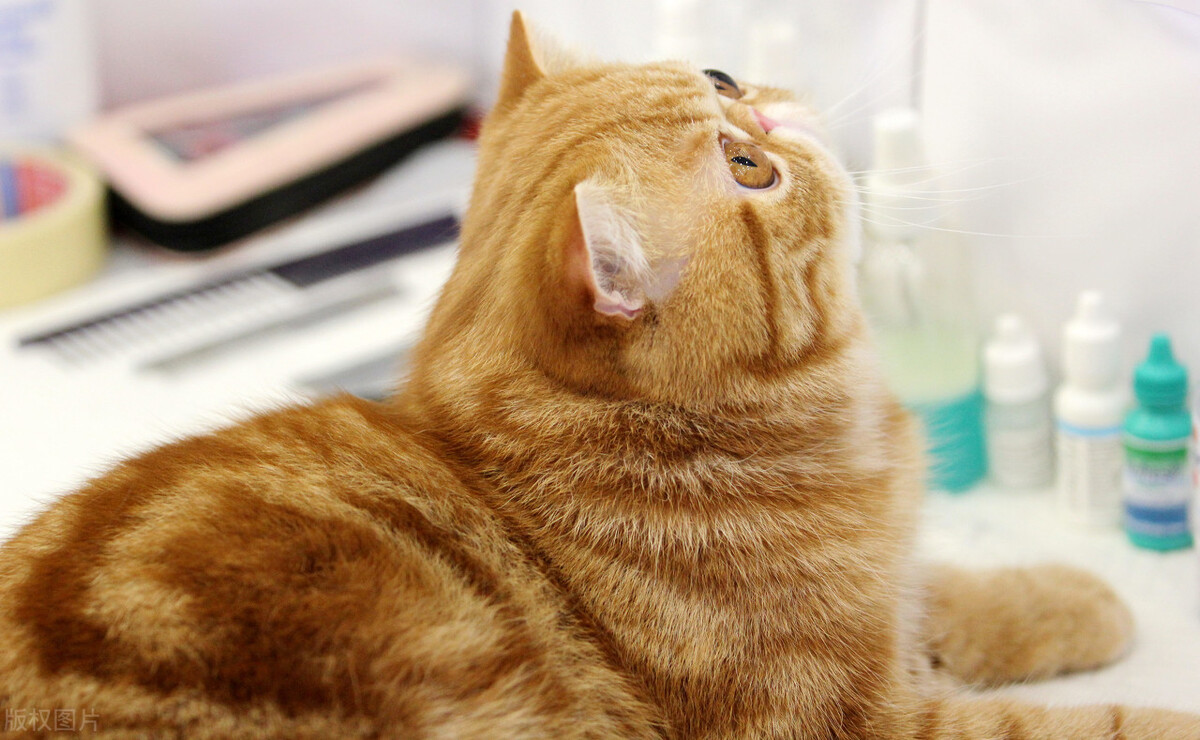 养猫新手怎么选猫砂猫粮,养猫新手猫吃什么猫条比较好