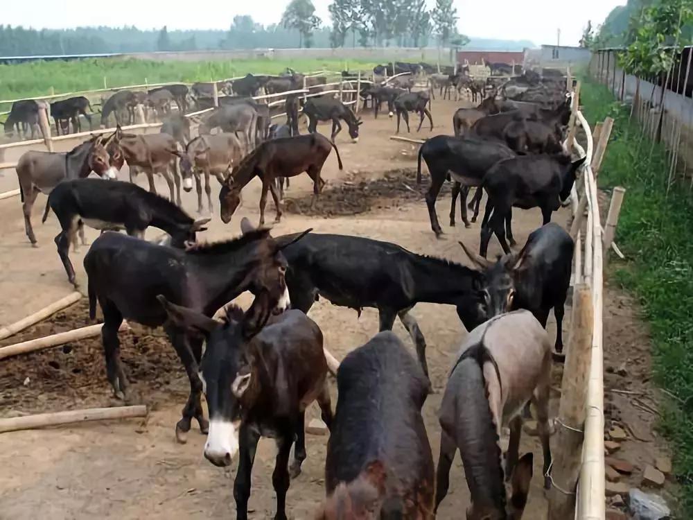 浼犺涓殑闃胯兌,閭d簺琚璇濈殑闃胯兌