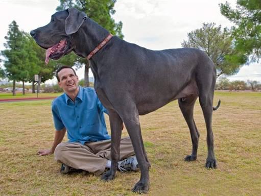 世上最罕见的狗品种图片,全世界狗品种视频