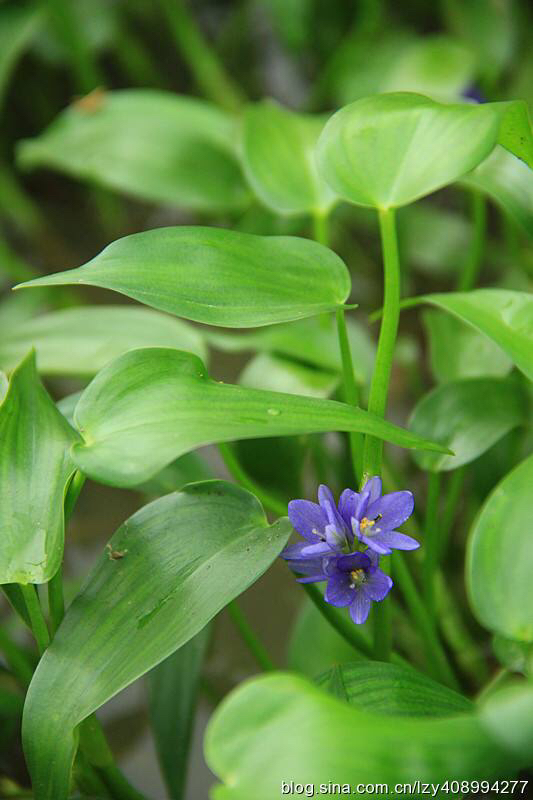 鸭舌草是中药吗,鸭舌草药