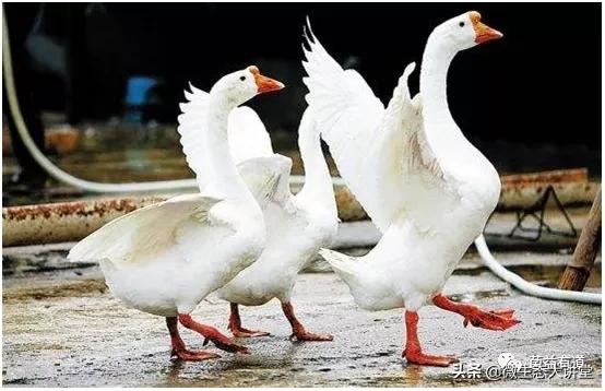 从禽痛风的原因和发病机制，看益生菌对痛风的作用