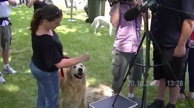 吉尼斯世界纪录最大的狗排名,吉尼斯记录体型最大的狗