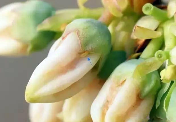 蓝莓病虫害防治视频教学,蓝莓常见虫害及防治知识回答