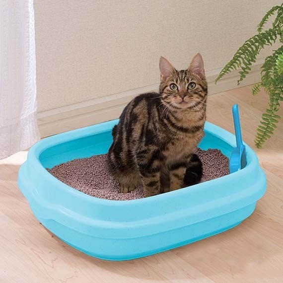 猫咪上厕所教程,怎样防止猫咪上厕所猫砂到处都是