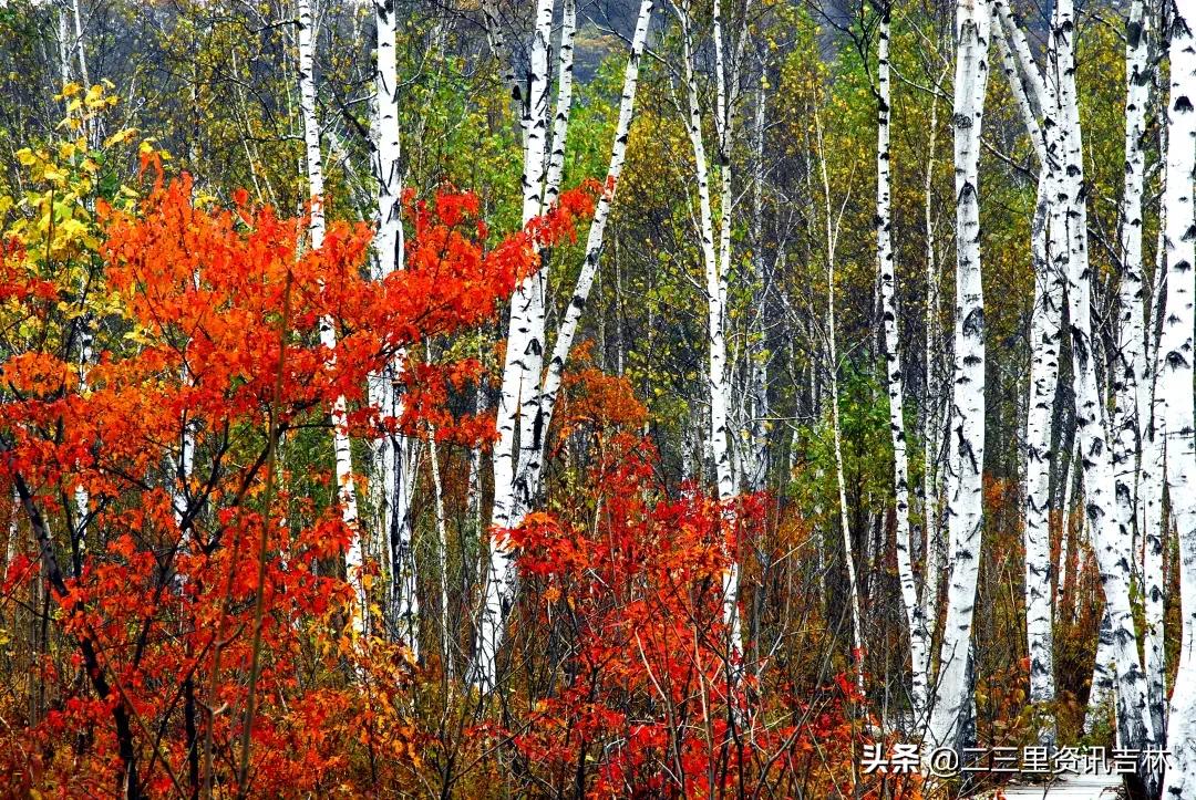 3分钟让你爱上jojo,3分钟让你爱上她