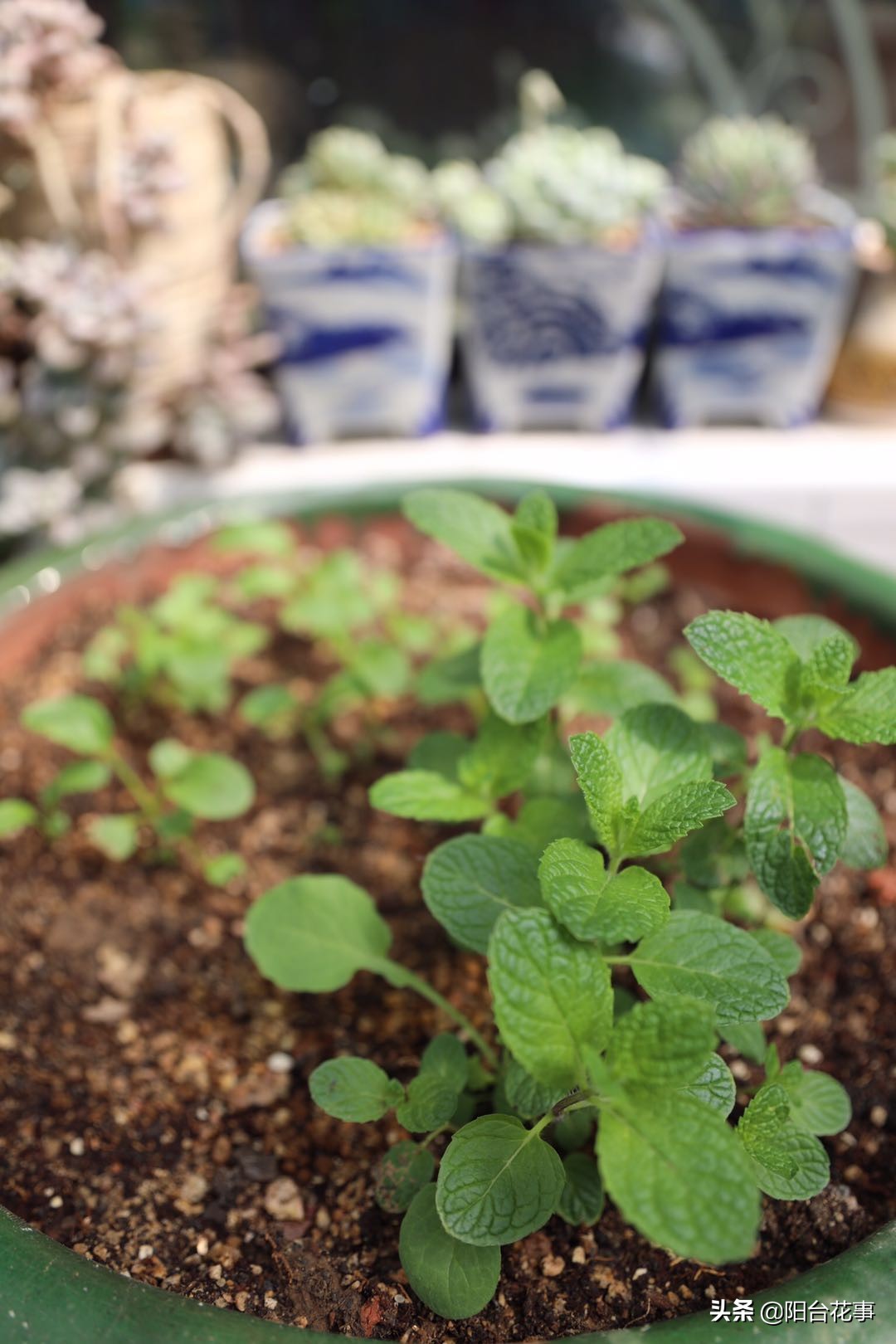薄荷盆栽枯萎了怎么救,干枯的薄荷盆栽能活吗