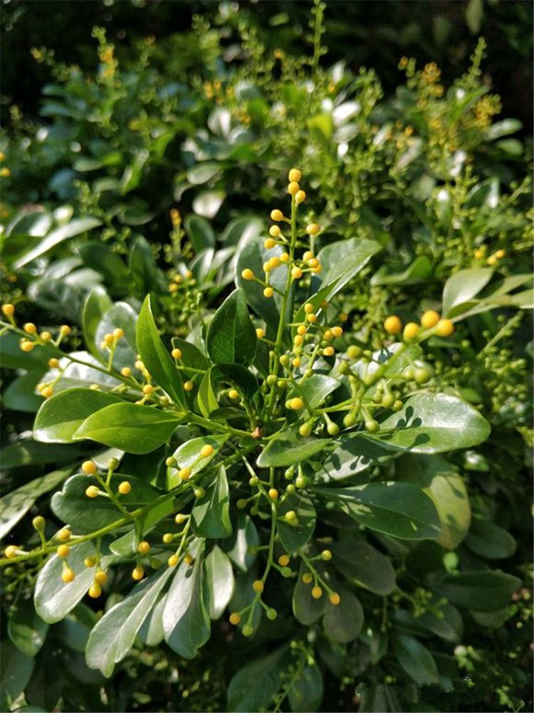 米兰花怎样养才能使它花更香些,米兰花怎样养才能开得更茂盛