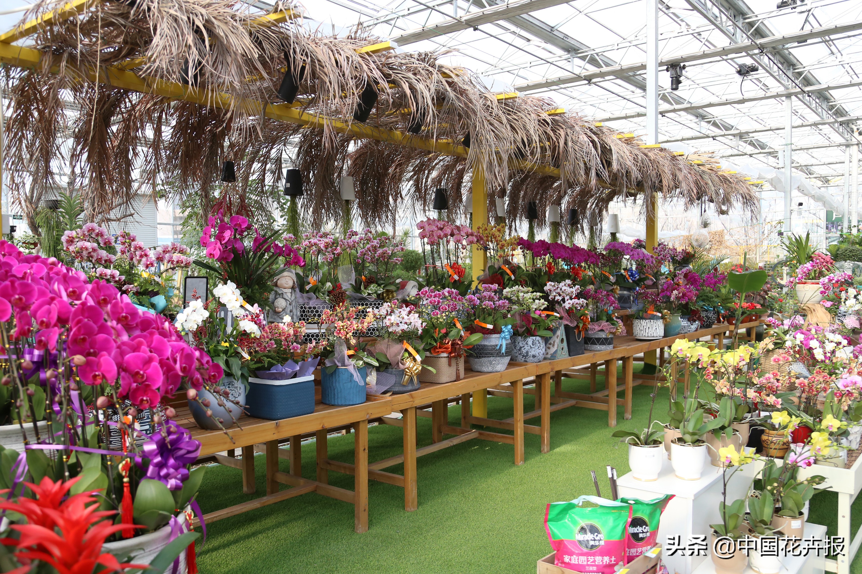 过年买的喜庆的花,过年买的喜庆花