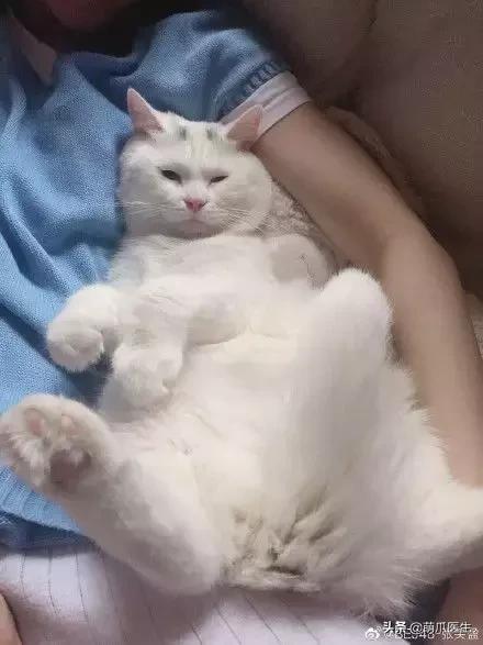 这猫睡姿也太销魂了,猫睡相