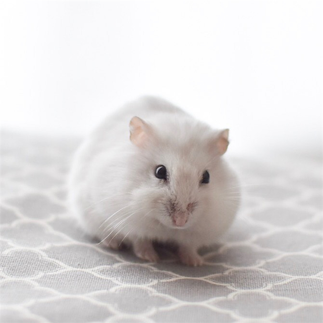 仓鼠躺着吃美食，吃完后鼠鼠笑容满面，饲主却心很累