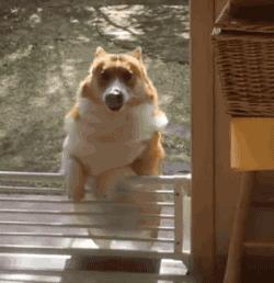 为什么这些狗狗当不了警犬，大型“反间计”现场