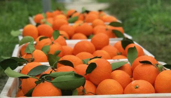 食博会领门票要什么证吗,食博会优惠券