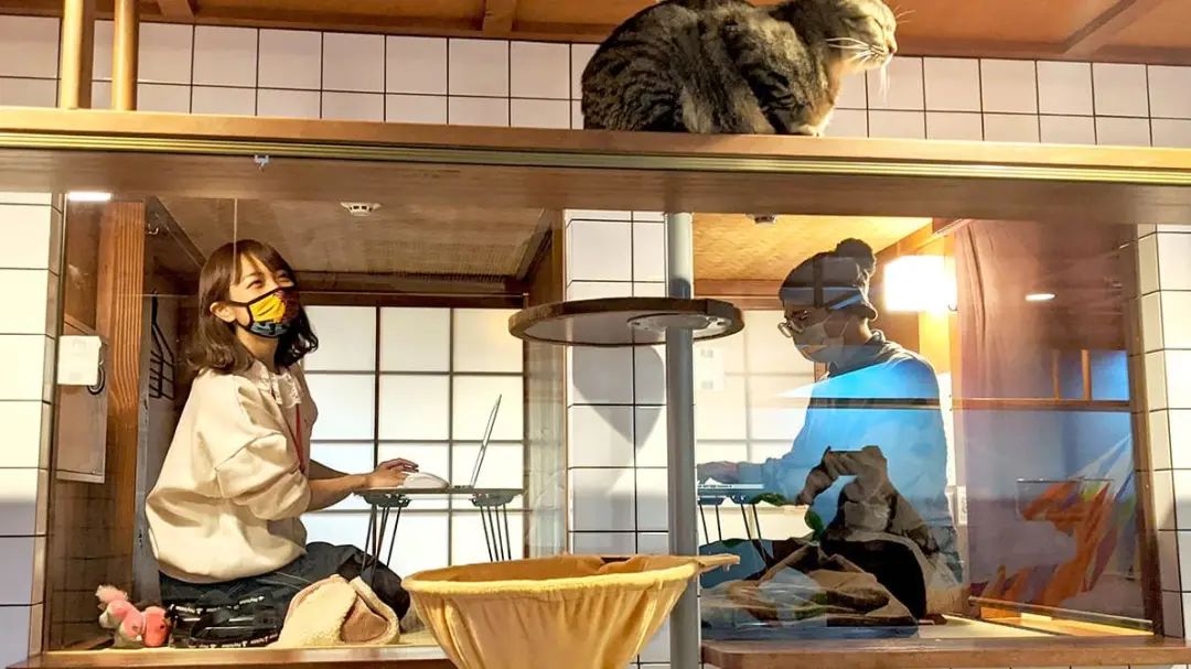 猫咖是不是会收留真猫咪打工,猫咪去猫咖打工是真的吗