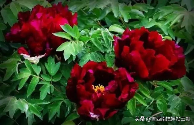 牡丹十大品种九大花系,牡丹进口品种图片及名称