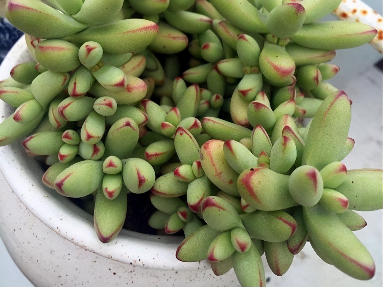 多肉小天狗和天狗之舞是两个完全不同的品种，但是都能养出红边