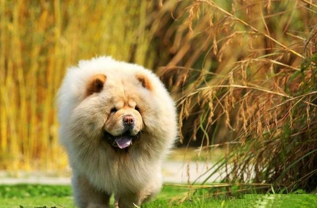 西藏四种原生犬,正在消失的四种本土犬