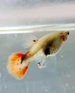 刚出生的孔雀鱼苗和大孔雀鱼混养,刚出生的孔雀鱼苗要不要捞出来