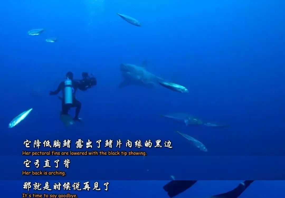 海洋中几乎无敌的大白鲨,真正的大白鲨和巨齿鲨的图片