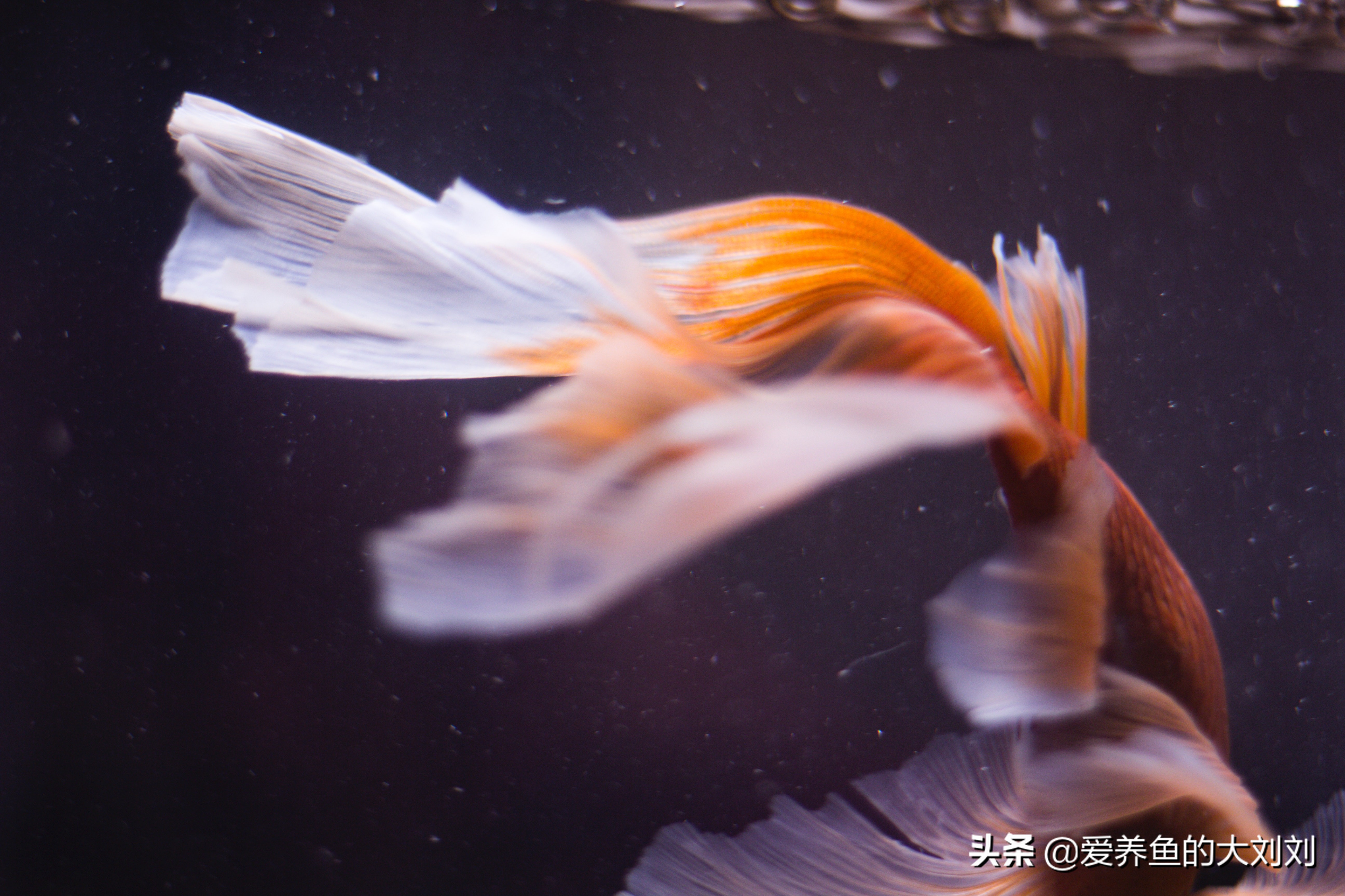 鱼缸是夜间开氧气泵白天开灯是吗,鱼缸的灯需要关了给鱼休息吗