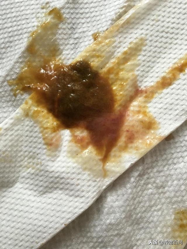 狗狗腹泻呕吐最快缓解方法,狗狗喂了螃蟹后呕吐拉肚子