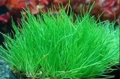 田间杂草认不清来看高清大图,常见田间杂草图片